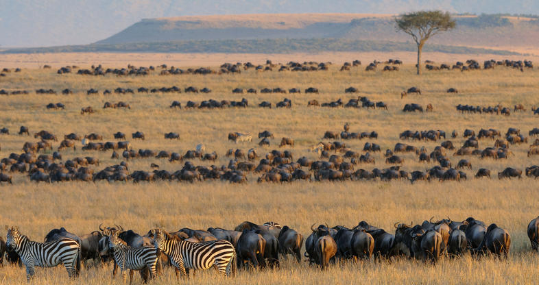African Wildlife in Savannah